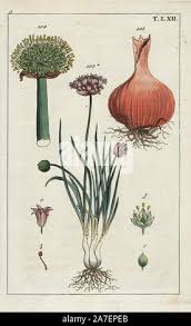 Résultat de recherche d'images pour "Allium fistulosum"