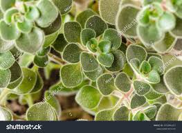 Image result for Aichryson