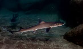 Image result for Mustelus mustelus