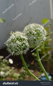 Attēlu rezultāti vaicājumam “Allium cepa flower”