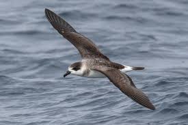 Image result for Pterodroma hasitata