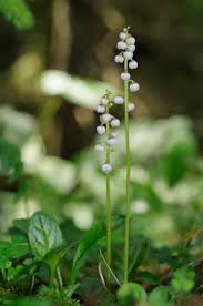 Attēlu rezultāti vaicājumam “Pyrola minor bud”