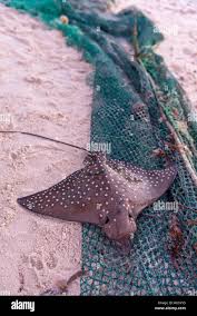 Image result for Aetobatus narinari