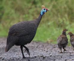 Attēlu rezultāti vaicājumam “Numida meleagris”