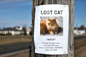 Image result for cat found