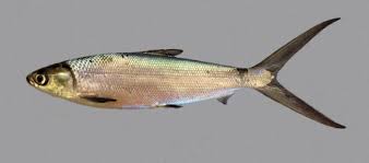 Image result for Chanos chanos