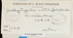 Attēlu rezultāti vaicājumam “Serpoleskea subtilis”