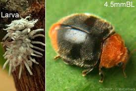 Image result for Cryptolaemus