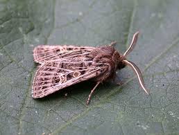 Attēlu rezultāti vaicājumam “Tholera decimalis male”