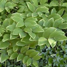 Attēlu rezultāti vaicājumam “Polygonatum multiflorum  flower”
