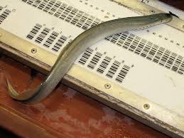 Image result for Lampetra fluviatilis