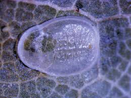 Attēlu rezultāti vaicājumam “Aleurochiton aceris”