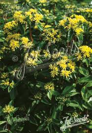 Attēlu rezultāti vaicājumam “Sedum aizoon”