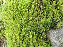 Attēlu rezultāti vaicājumam “Dicranum bonjeanii”