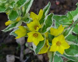 Attēlu rezultāti vaicājumam “Lysimachia punctata”