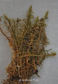 Attēlu rezultāti vaicājumam “Helodium blandowii”