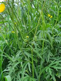 Attēlu rezultāti vaicājumam “Ranunculus acris”