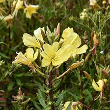 Image result for Oenothera biennis