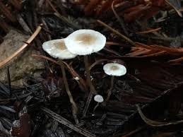 Attēlu rezultāti vaicājumam “Collybia cirrhata”