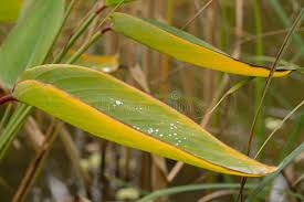 Attēlu rezultāti vaicājumam “Typha angustifolia  leaf”
