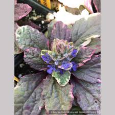 Attēlu rezultāti vaicājumam “Ajuga reptans bud”