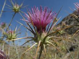 Image result for Ptilostemon afer