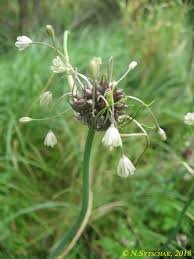 Attēlu rezultāti vaicājumam “Allium oleraceum flower”
