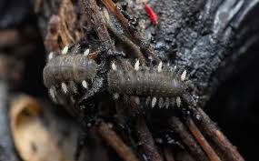 Attēlu rezultāti vaicājumam “Bolitophagus reticulatus larva”