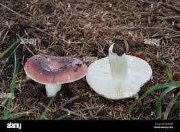 Attēlu rezultāti vaicājumam “Russula vesca”