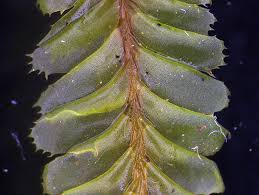 Attēlu rezultāti vaicājumam “Plagiochila porelloides sporophyte”