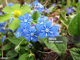 Attēlu rezultāti vaicājumam “Omphalodes verna”