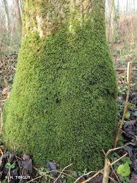 Attēlu rezultāti vaicājumam “Homalia trichomanoides”