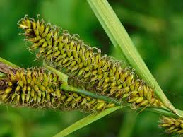 Attēlu rezultāti vaicājumam “Carex acutiformis”
