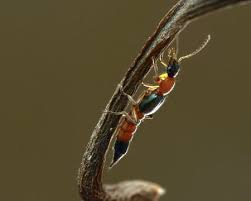 Attēlu rezultāti vaicājumam “Staphylinidae”