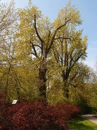 Attēlu rezultāti vaicājumam “Populus x petrowskyana”