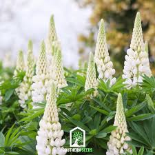 Image result for Lupinus polyphyllus Lindl.