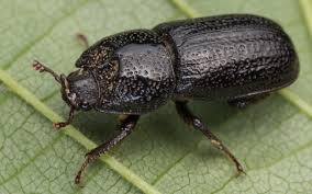 Attēlu rezultāti vaicājumam “Sinodendron cylindricum male”