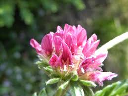 Attēlu rezultāti vaicājumam “Anthyllis maritima flower”