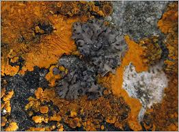 Attēlu rezultāti vaicājumam “Phaeophyscia orbicularis”