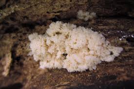 Attēlu rezultāti vaicājumam “Fuligo septica var. candida”