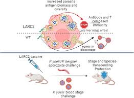 Attēlu rezultāti vaicājumam “Diderma cingulatum plasmodium”