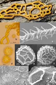 Attēlu rezultāti vaicājumam “Didymium serpula”