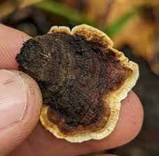 Attēlu rezultāti vaicājumam “Stereum fasciatum”