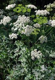 Image result for Heracleum sphondylium