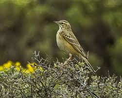 Image result for Anthus godlewskii