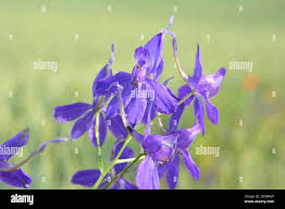 Image result for Consolida ajacis oder Consolida regalis