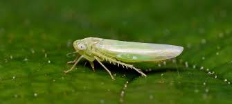 Attēlu rezultāti vaicājumam “Empoasca sp.”