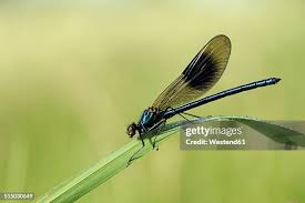 Attēlu rezultāti vaicājumam “Calopteryx splendens”