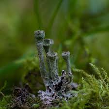 Attēlu rezultāti vaicājumam “Cladonia fimbriata”