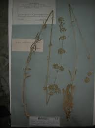 Attēlu rezultāti vaicājumam “Silene wolgensis”